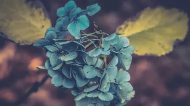 Inflorescence sphérique d'Hydrangea macrophylla, petites fleurs bleutées et mauves en boule serrée sur feuillage vert dentelé
