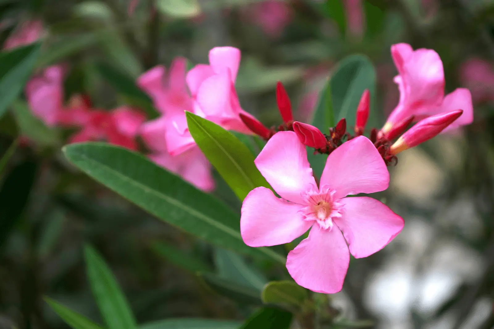 Inflorescences roses de Nerium oleander en Crète, grappes de fleurs terminales sur feuillage vert lancéolé en plein soleil méditerranéen