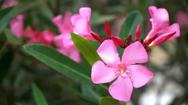 Inflorescences roses de Nerium oleander en Crète, grappes de fleurs terminales sur feuillage vert lancéolé en plein soleil méditerranéen
