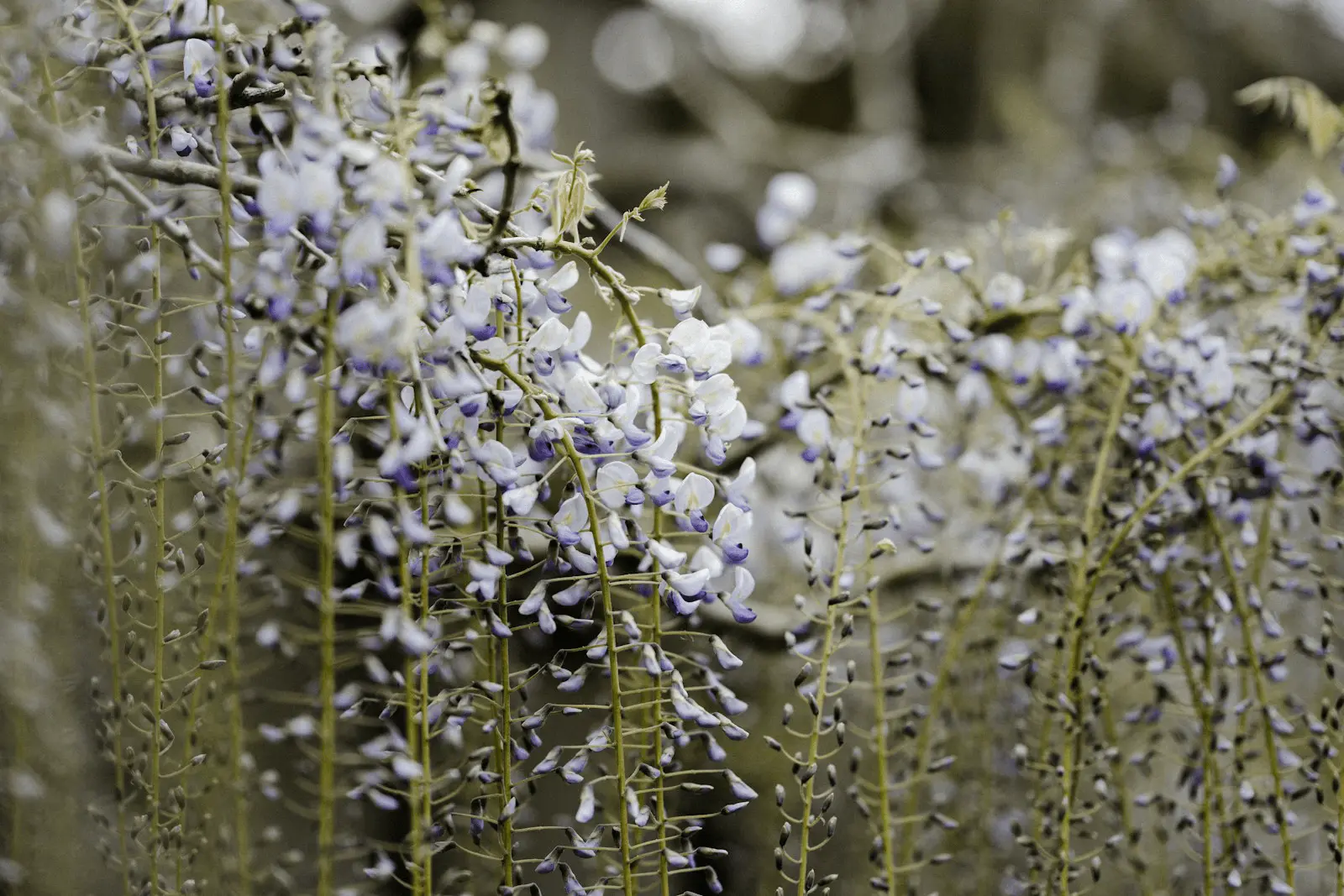 Glycine en floraison printanière, longues grappes violettes et blanches retombant sur un support