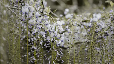 Glycine (Wisteria) en floraison printanière, longues grappes de fleurs violettes et blanches retombant sur un support