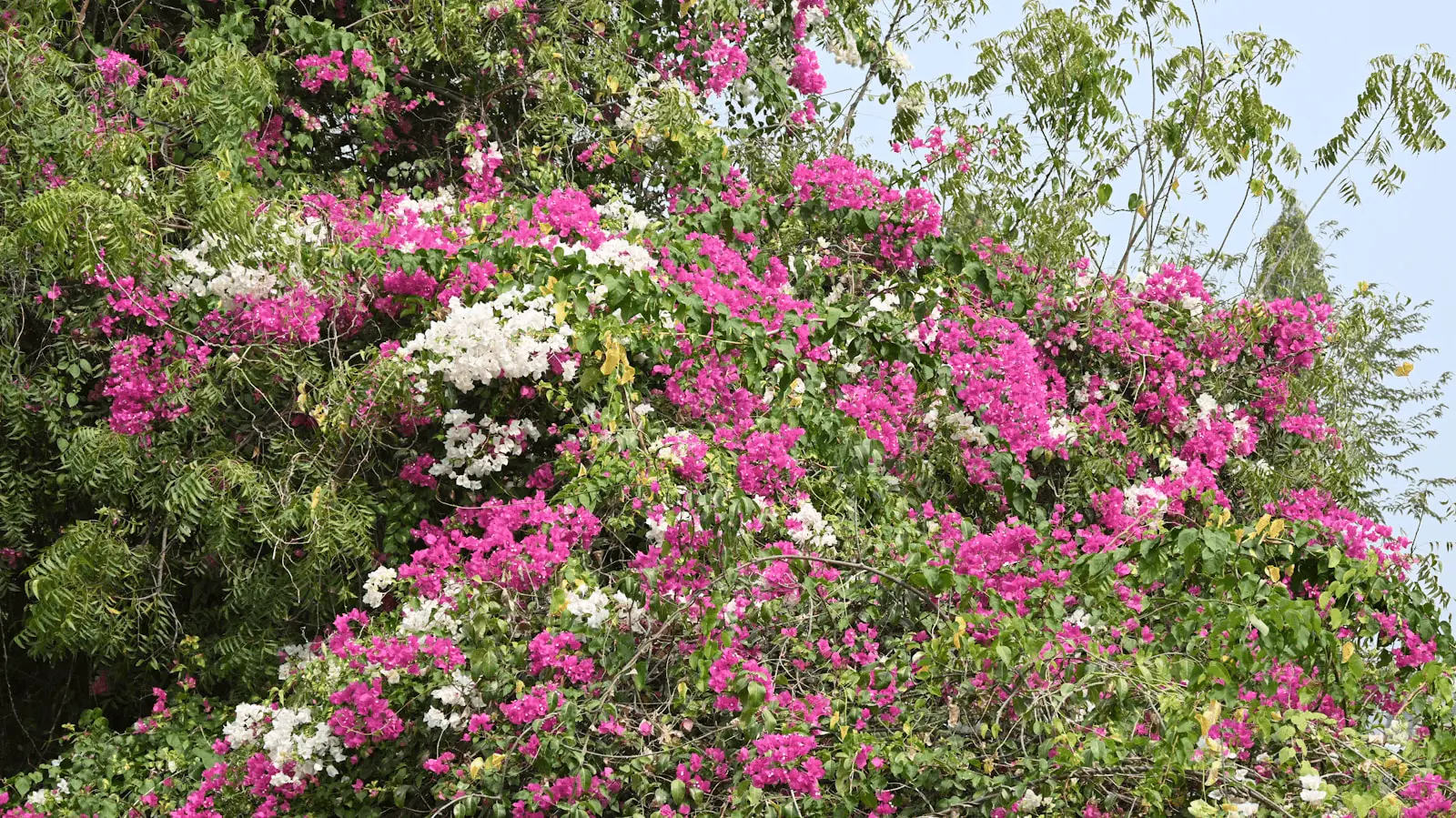 Bougainvillier en floraison couvert de bractées rose et blanc, petites fleurs blanches centrales
