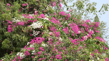 Bougainvillier (Bougainvillea) couvert de bractées colorées rose et blanc autour de minuscules fleurs blanches centrales