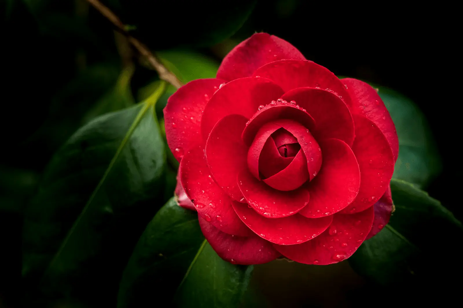 Camellia japonica en pleine floraison, fleur rouge double sur feuillage persistant vert brillant