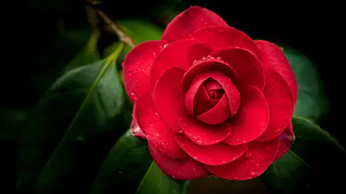 Camellia japonica en pleine floraison, fleur rouge double sur feuillage persistant vert brillant
