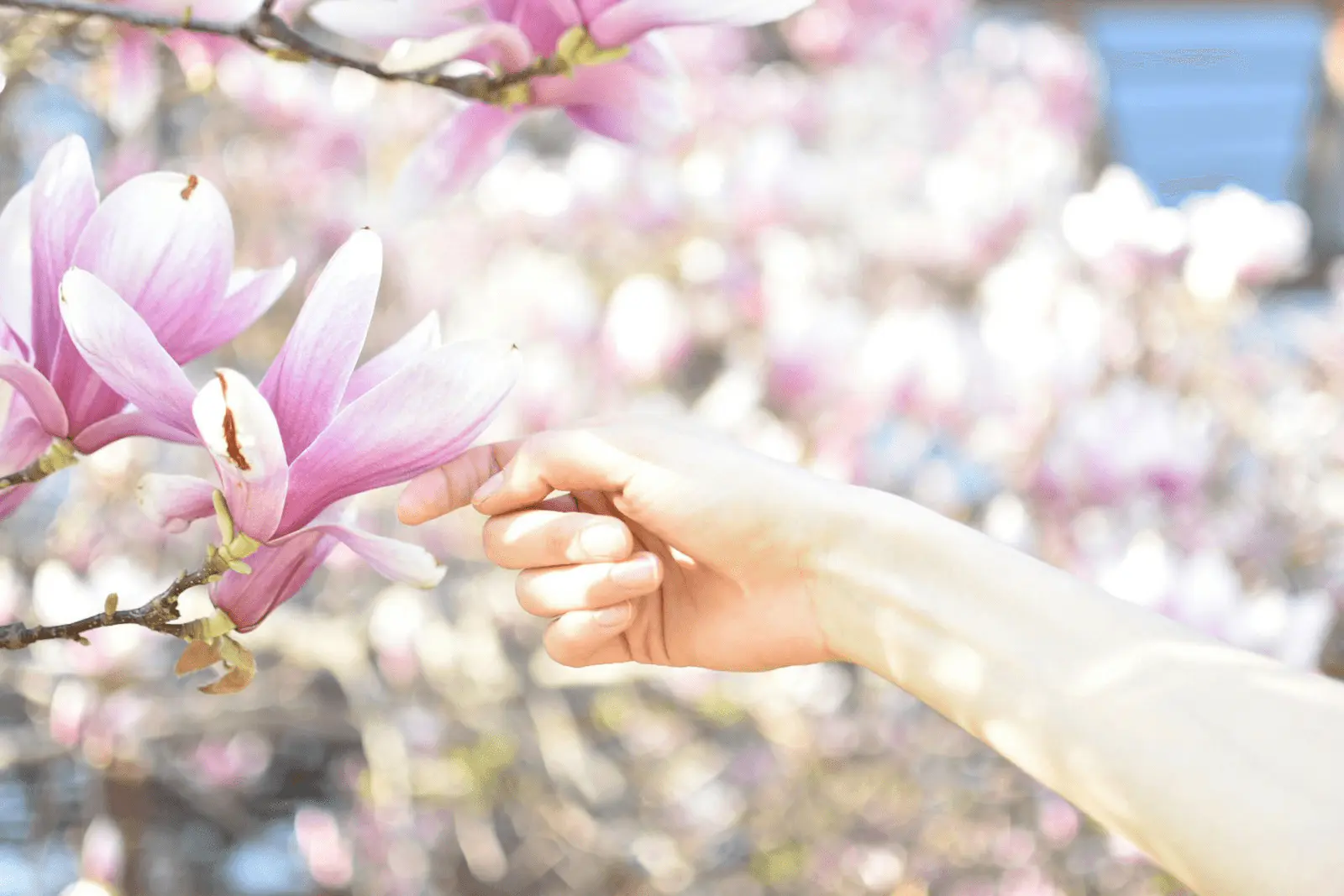 Magnolia soulangeana en floraison rose sur branches nues, arrière-plan ciel clair