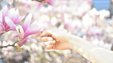Magnolia soulangeana caduc en floraison printanière, grandes fleurs rose tendre sur branches nues avant l'apparition des feuilles