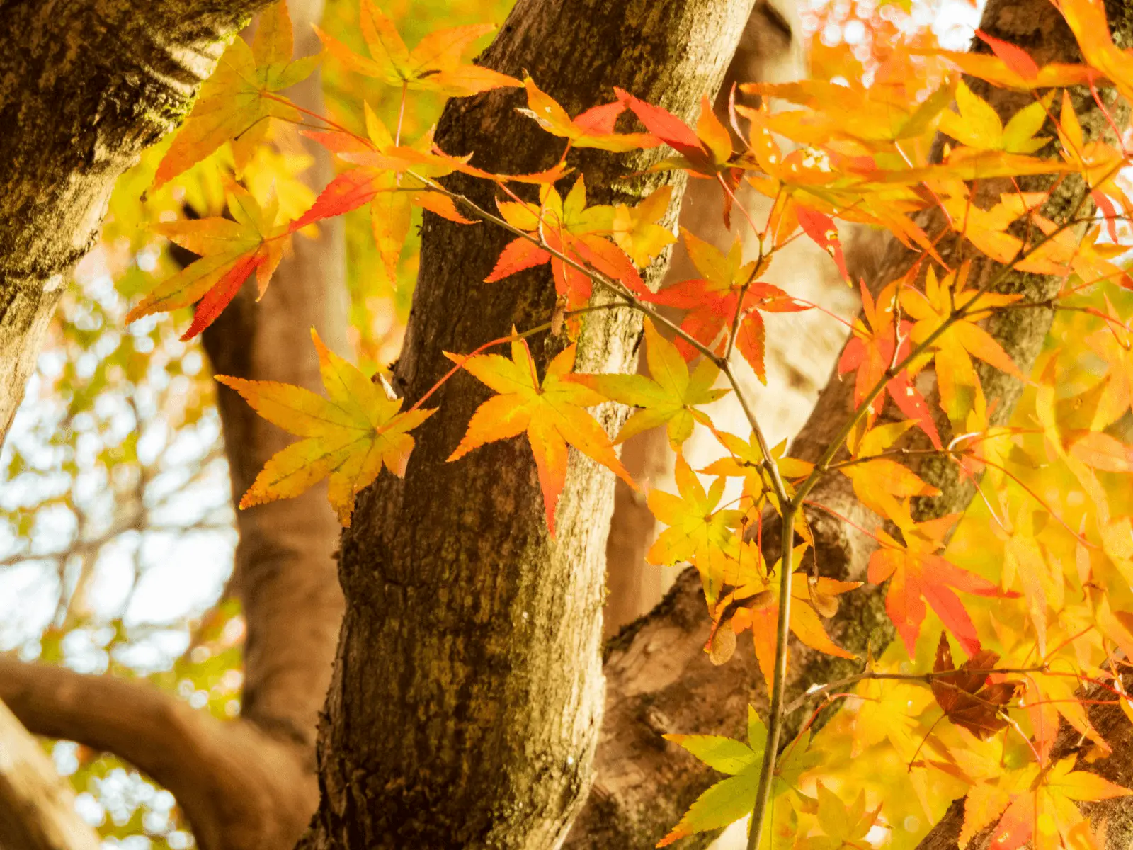 Érable du Japon en automne aux feuilles rouges, oranges et jaunes