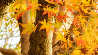 Érable du Japon (Acer palmatum) en plein automne, feuilles finement découpées prenant des teintes rouges, orangées et jaunes, sous un ciel lumineux au Japon.