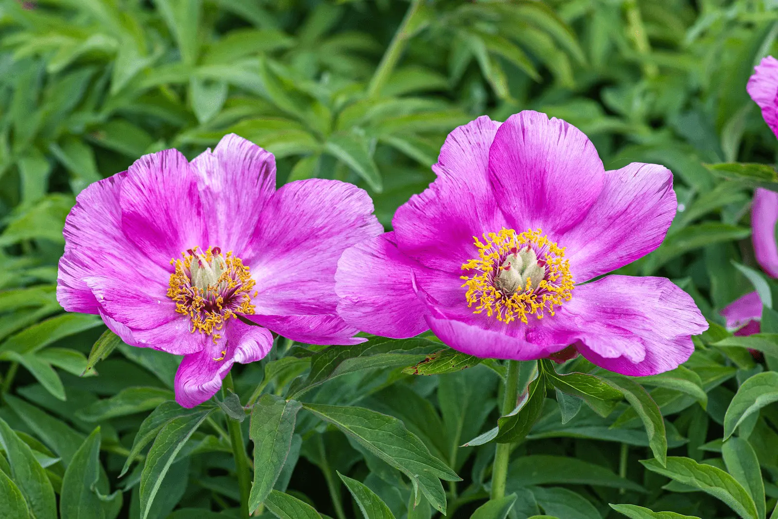 Pivoines herbacées roses en fleur dans un massif au printemps