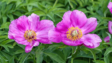 Deux fleurs de pivoine herbacée (Paeonia lactiflora) rose pâle épanouies au printemps dans un massif, pétales doubles froissés, feuillage vert foncé en arrière-plan.