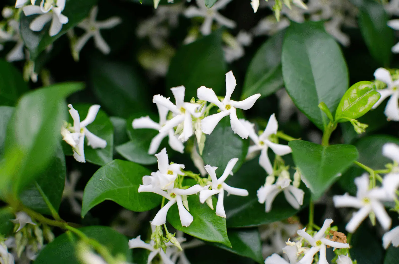 Trachelospermum jasminoides en fleur, fleurs blanches en étoile à cinq pétales sur feuillage persistant vert sombre