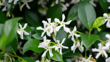Trachelospermum jasminoides (jasmin étoilé) en pleine floraison, fleurs blanches en étoile à cinq pétales et feuillage persistant vert sombre