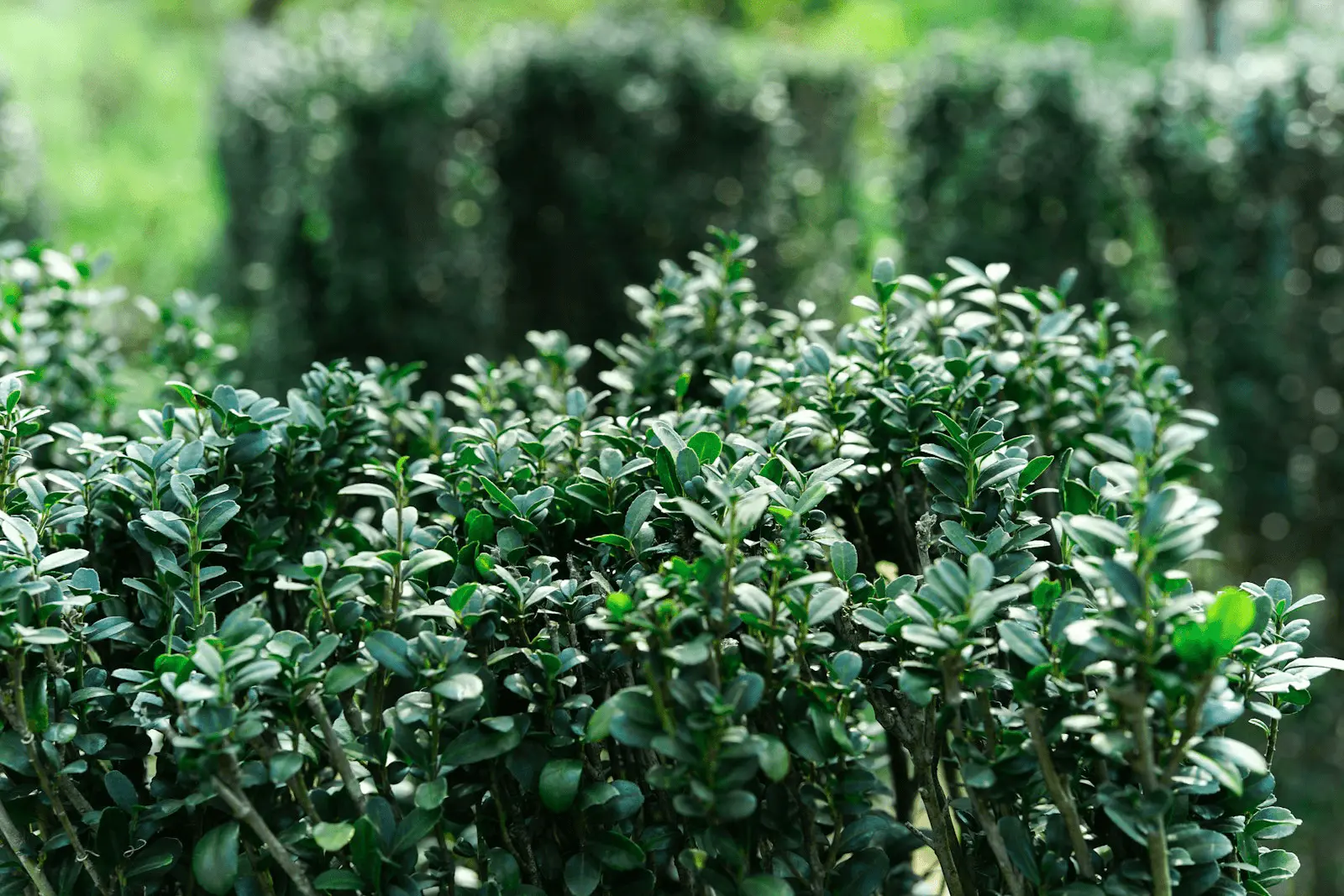 Buxus sempervirens taillés en bordures basses dans un jardin, petites feuilles persistantes vert sombre luisantes