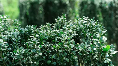 Buxus sempervirens (buis commun) taillés en bordures basses dans un jardin, petites feuilles persistantes vert sombre luisantes