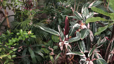 Jardin tropical dense à Manaus, Brésil : Stromanthe sanguinea aux feuilles panachées, palmiers et sous-bois varié.
