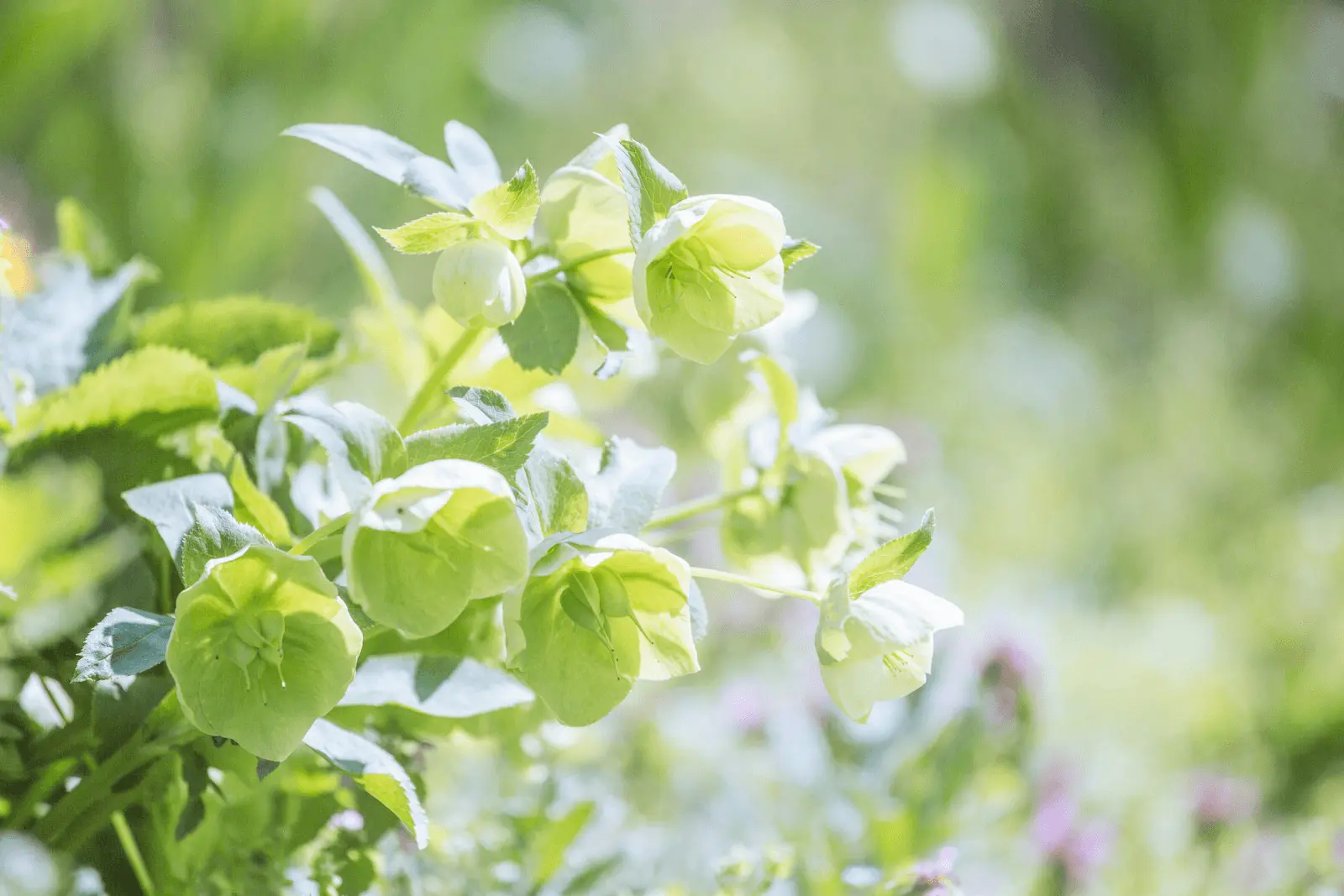 Fleurs d'hellébore Helleborus vert pâle en fin d'hiver, pétales retombants typiques et feuillage coriace de sous-bois