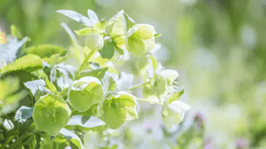 Fleurs délicates d'hellébore (Helleborus) vert pâle en fin d'hiver, pétales retombants typiques et feuillage coriace de sous-bois