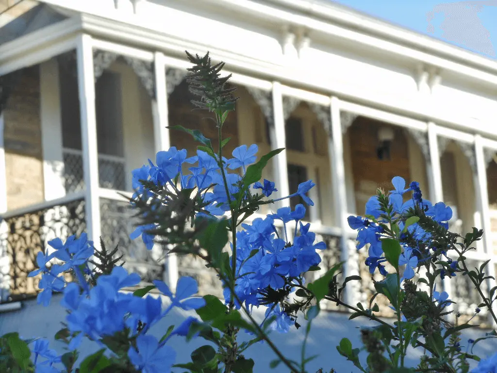 Balcon en plein soleil avec plumbago bleu en pot, ambiance méditerranéenne