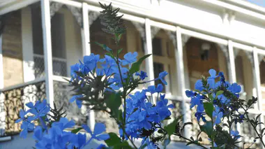 Balcon exposé plein soleil avec plumbago bleu en pot, plantes résistantes à la chaleur