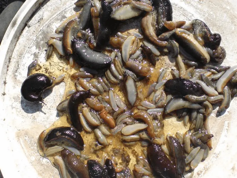 Limaces capturées dans un piège à bière enterré au ras du sol