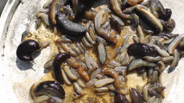 Limaces capturées dans un piège à bière enterré au ras du sol, méthode traditionnelle au potager