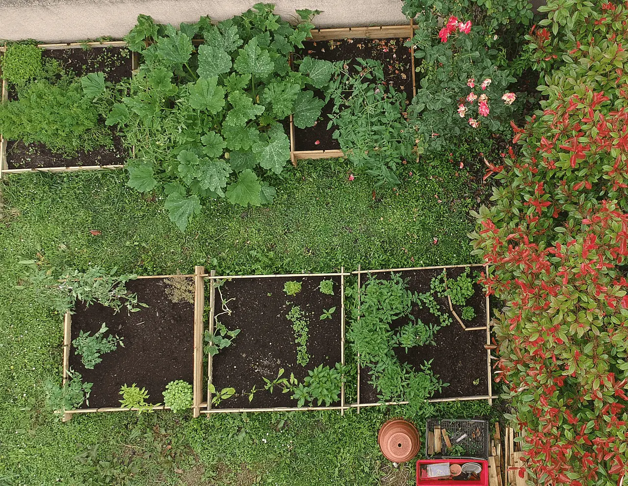 Petit potager en plein été avec rangées de légumes bien entretenues