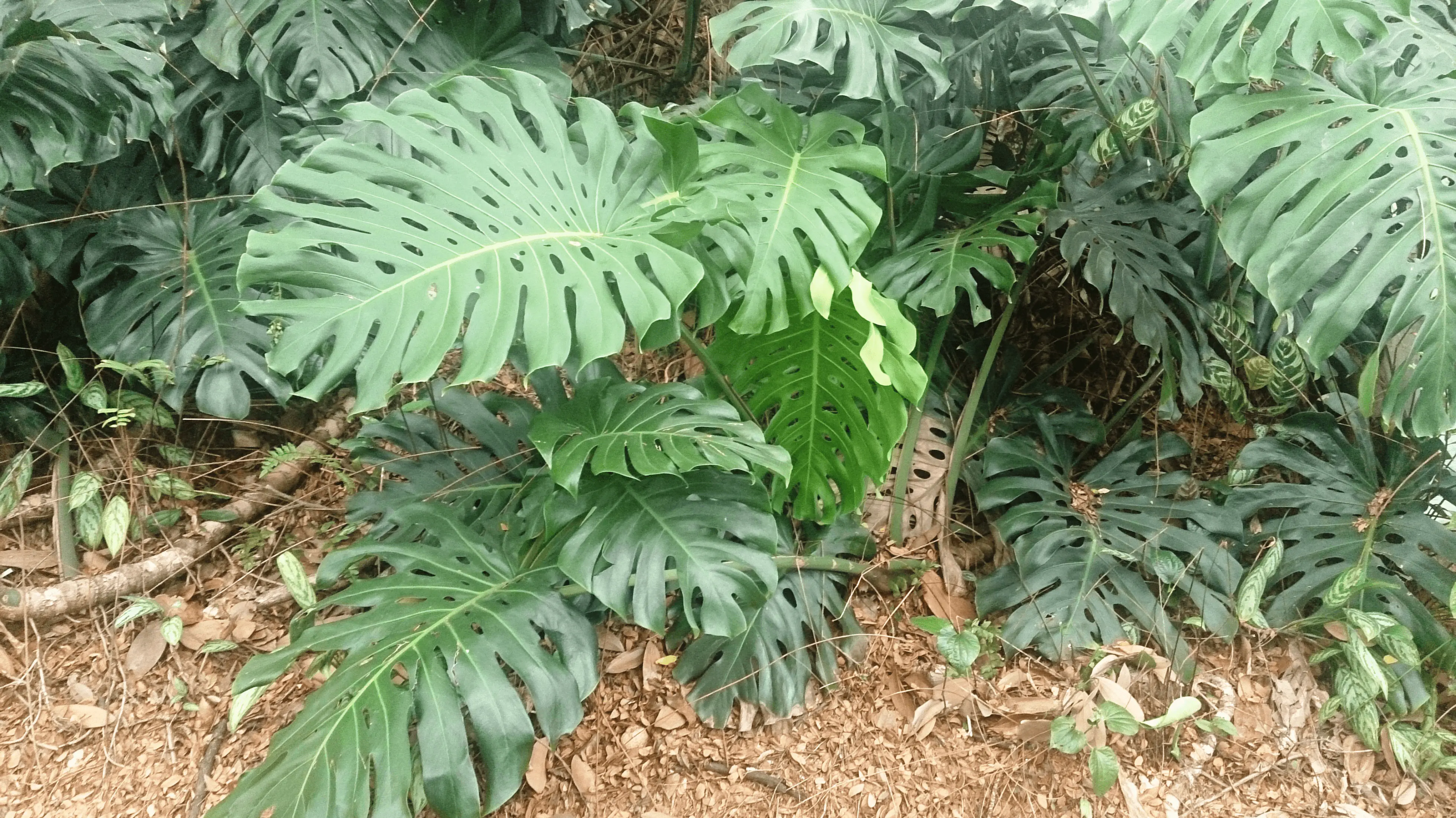 Monstera deliciosa adulte cultivée en plein air, grandes feuilles matures présentant les fenestrations caractéristiques de l'espèce.