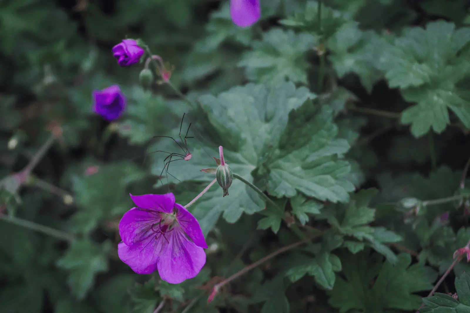 Géranium vivace en massif, fleurs roses et violettes en été