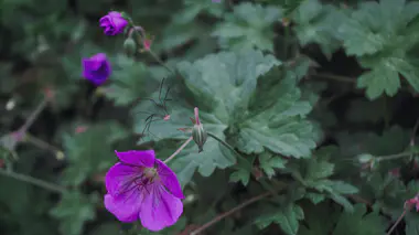 Gros plan d'une fleur de géranium vivace violet clair avec veinures plus sombres, cinq pétales étalés, étamines visibles