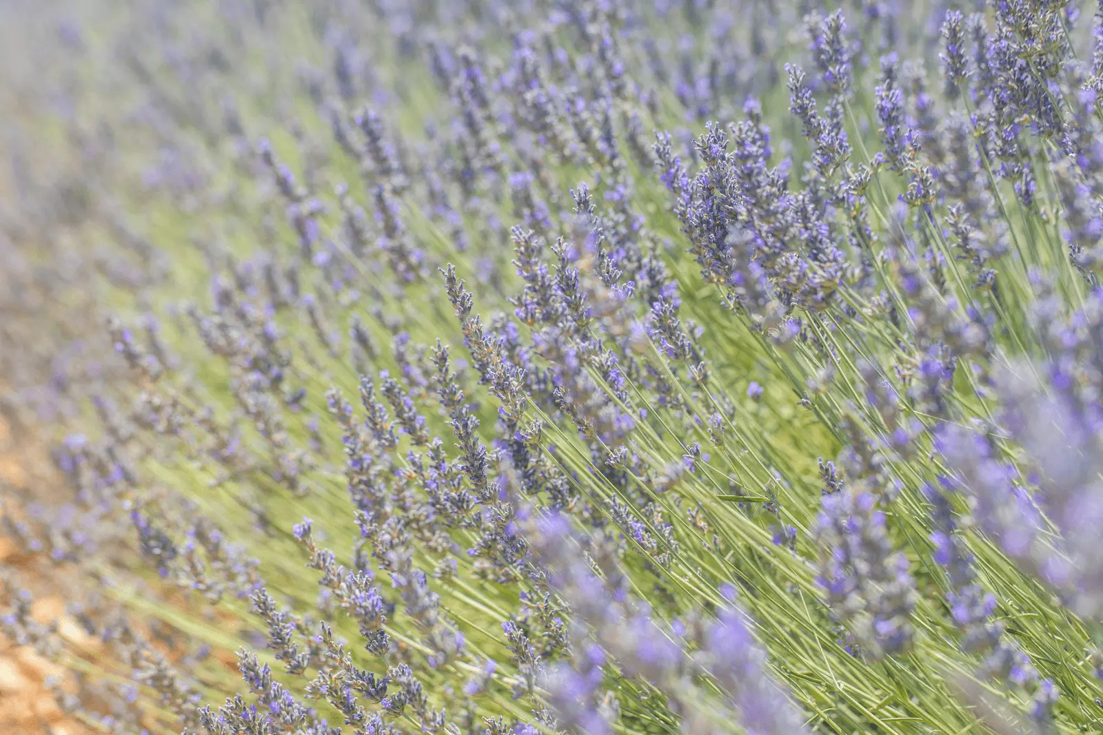 Champ de lavandin (Lavandula × intermedia) en fleur, rangées régulières de touffes violettes sous un ciel dégagé