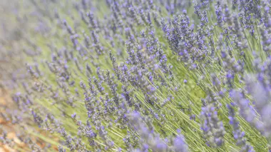 Champ de lavandin (Lavandula × intermedia) en fleur, rangées régulières de touffes violettes sous un ciel dégagé, paysage typique de la Provence