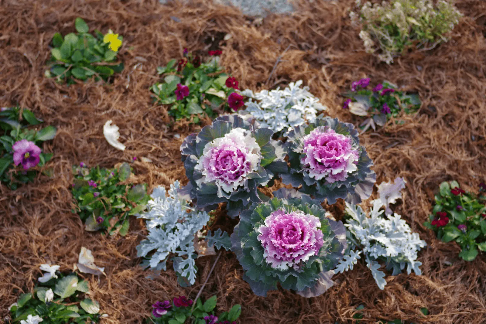 Massif de fleurs paillé au printemps, illustration des gestes d'adaptation à une canicule précoce au jardin