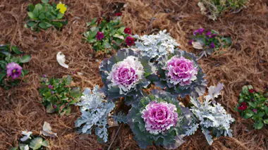 Massif de fleurs paillé au printemps, illustration des gestes d'adaptation à une canicule précoce au jardin