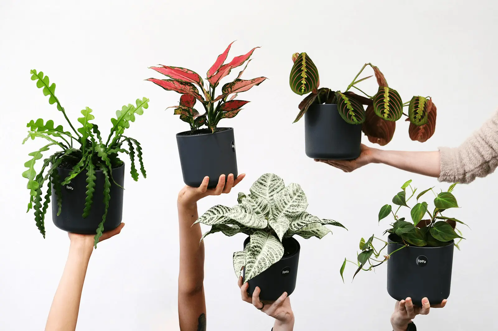 Collection de plantes d'intérieur faciles pour débuter, cache-pots colorés sur étagère