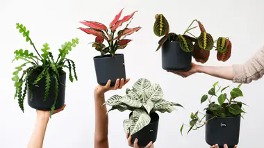 Collection de plantes d'intérieur faciles pour débuter, cache-pots colorés sur étagère