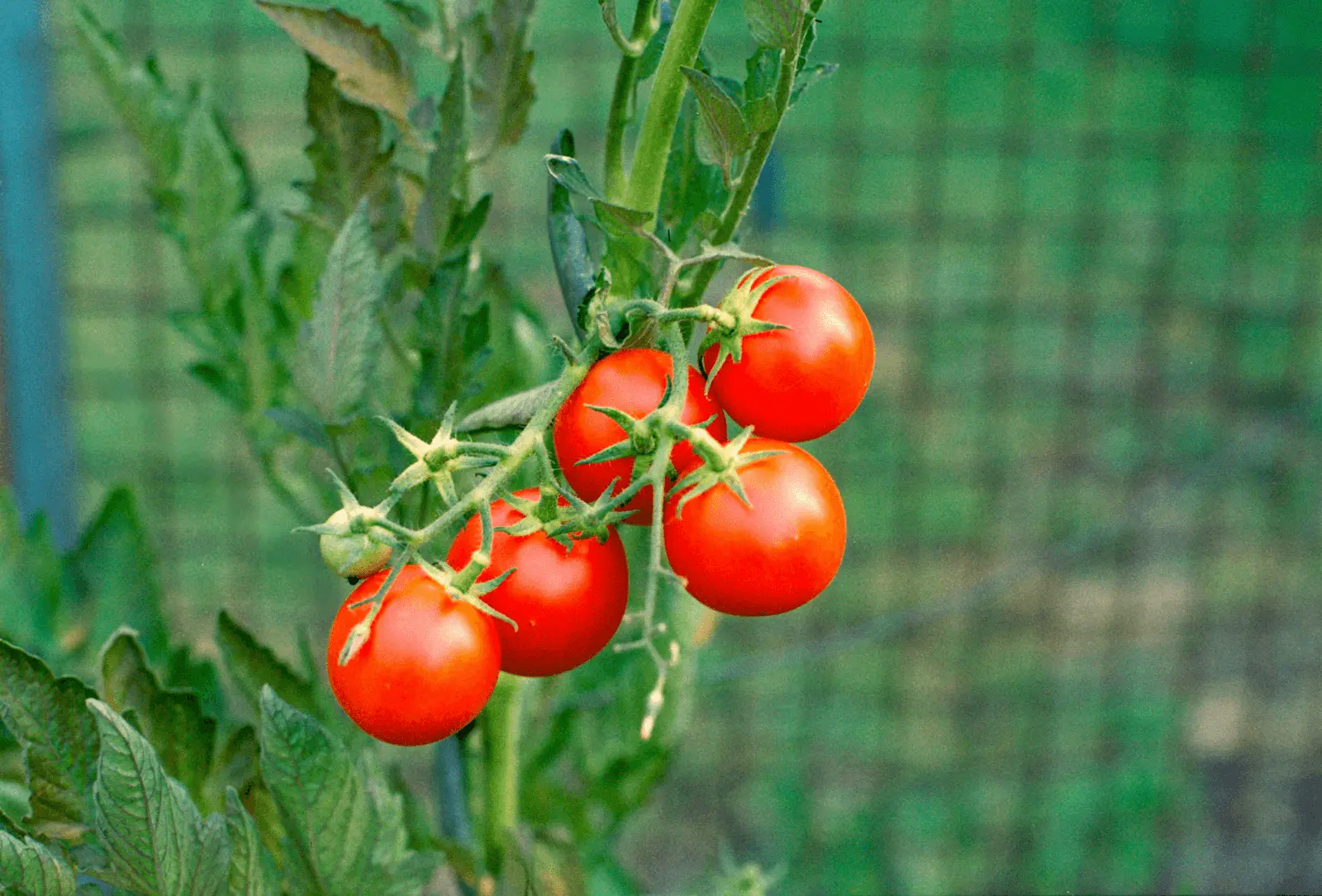 Plant de tomates cerises avec fruits mûrs sur pied