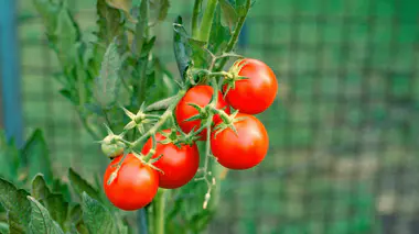 Tomates rouges mûres suspendues à la tige, feuilles vertes en arrière-plan, culture potagère classique