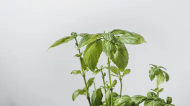 Pied de basilic (Ocimum basilicum) aux feuilles vert vif dans un pot blanc, fond clair neutre