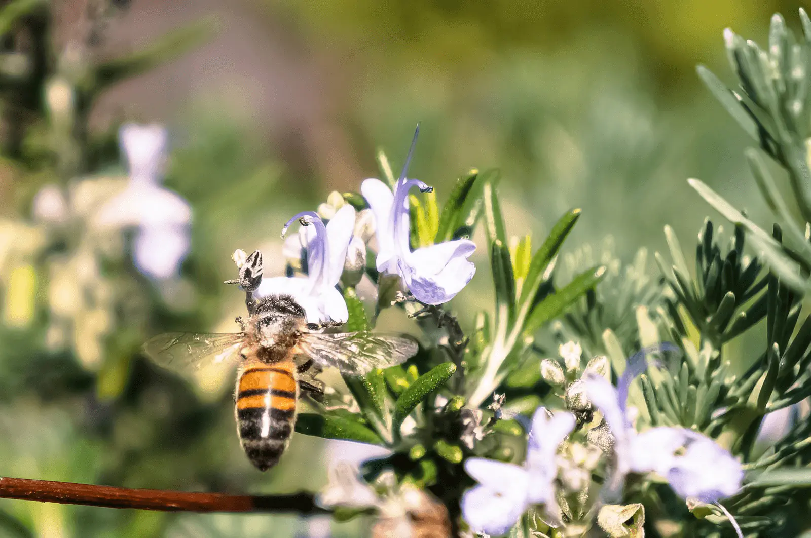 Fleur de romarin bleu pâle avec abeille butinant, Salvia rosmarinus en pleine floraison printanière