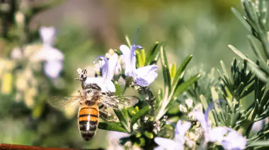 Abeille sur une fleur de romarin (Salvia rosmarinus), plante mellifère en pleine floraison printanière