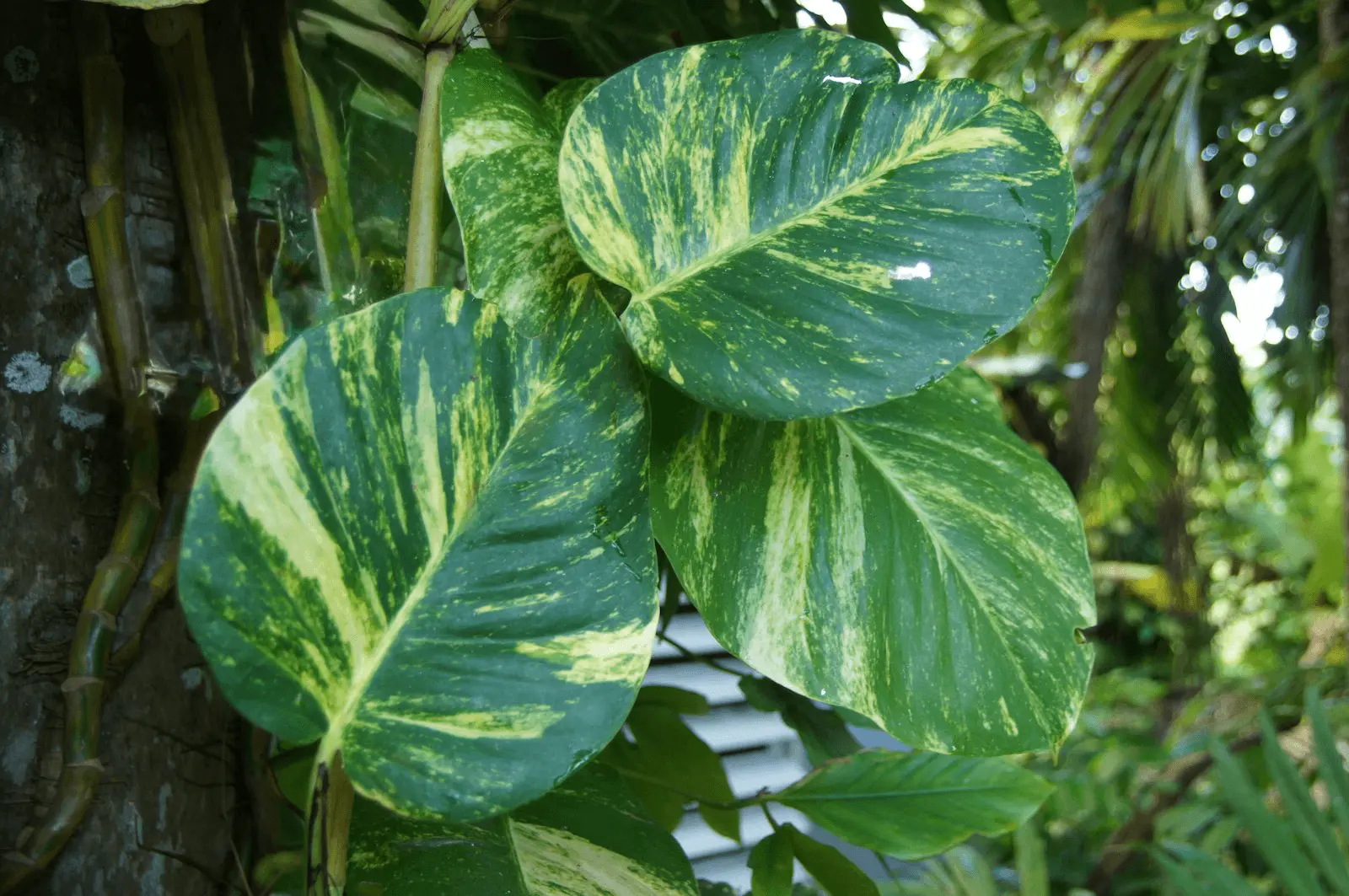 Pothos Marble Queen adulte en plein air, grandes feuilles panées vert et crème typiques du cultivar.