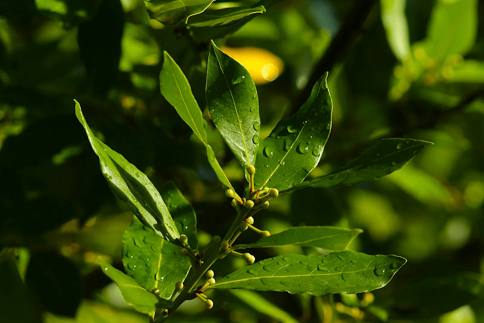 Feuilles allongées et lancéolées du laurier-sauce Laurus nobilis avec gouttes d'eau, vert sombre caractéristique
