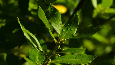 Gros plan des feuilles allongées et lancéolées du laurier-sauce (Laurus nobilis), seul vrai laurier culinaire, avec gouttes d'eau sur la cuticule