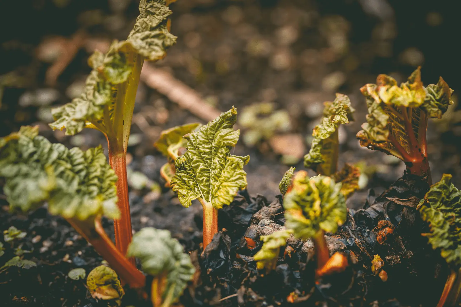 Jeunes pousses de rhubarbe au printemps, feuilles rouges émergentes de la couronne, Rheum rhabarbarum