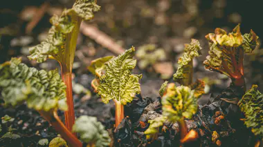 Jeunes pousses de rhubarbe (Rheum rhabarbarum) au printemps, feuilles rouges émergentes qui se déplient au-dessus de la couronne