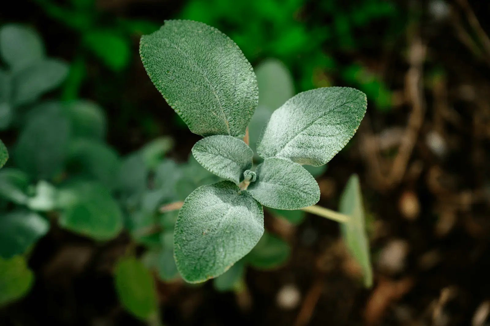 Feuilles gris-vert duveteuses de sauge officinale Salvia officinalis avec gouttes d'eau, famille des Lamiacées