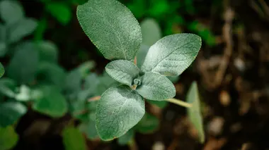 Feuilles gris-vert duveteuses de la sauge officinale (Salvia officinalis), aromatique méditerranéenne de la famille des Lamiacées, gouttes d'eau visibles