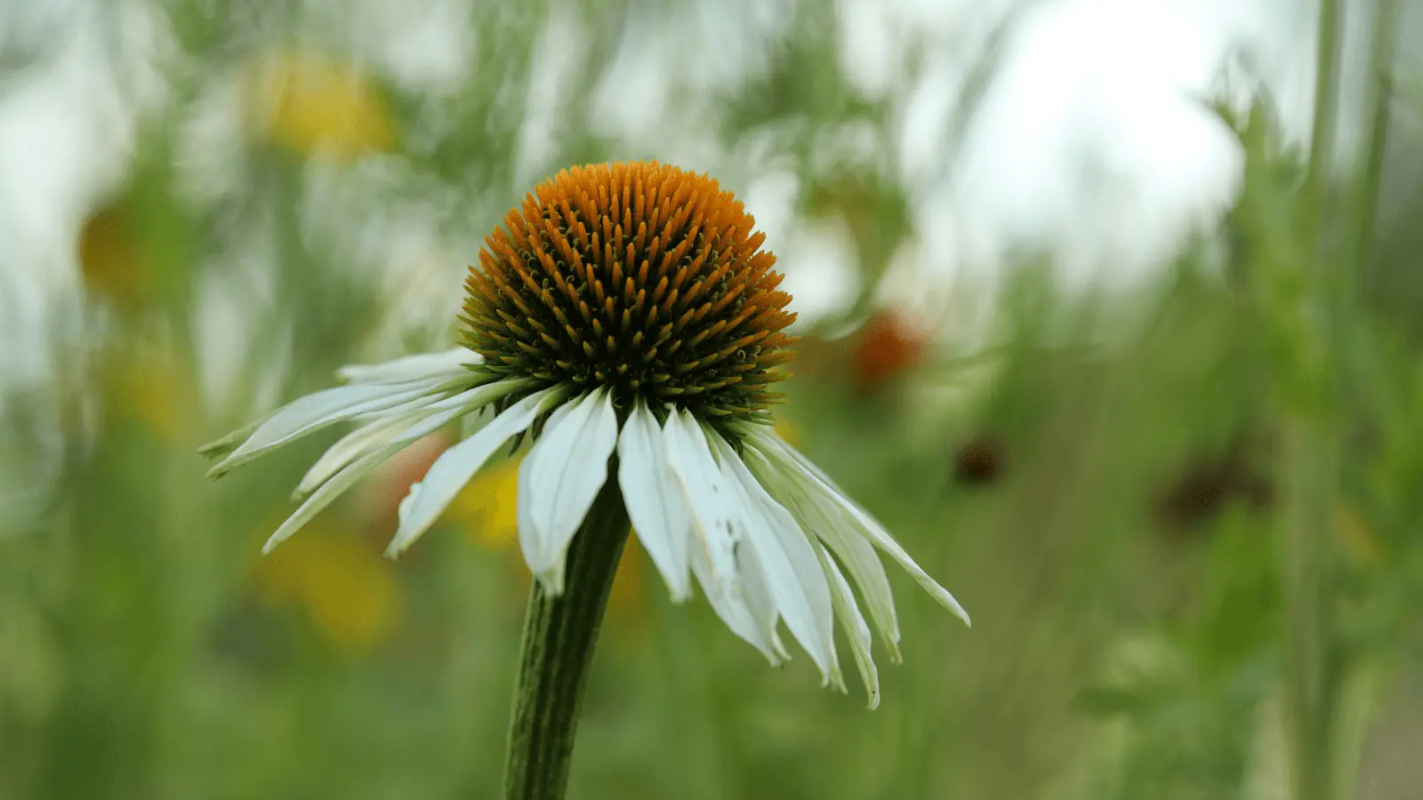 Capitule hérissé et pétales rose-pourpré réflexes d'une échinacée pourpre Echinacea purpurea, vivace mellifère