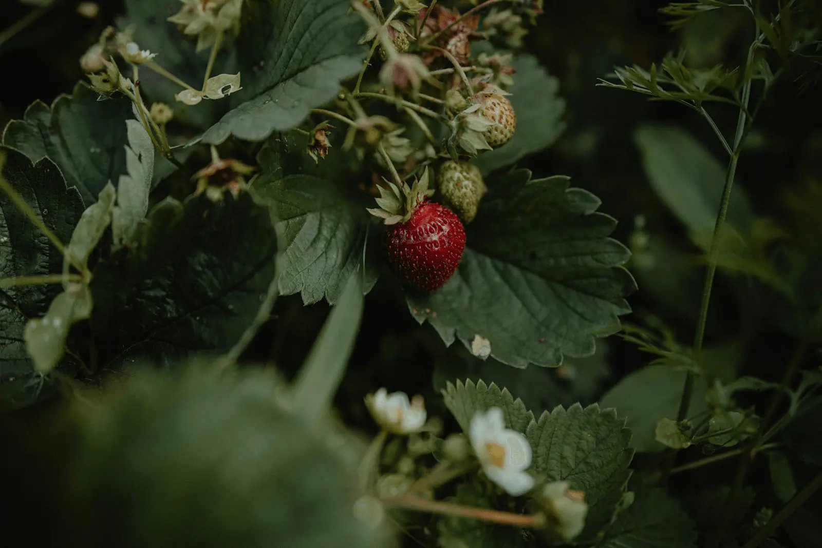 Fraise rouge mûre encore sur pied de fraisier, feuilles trifoliolées vertes autour et fond flouté